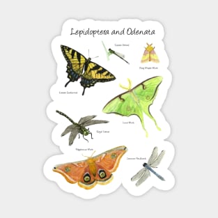 Butterflies and Dragonflies Sticker